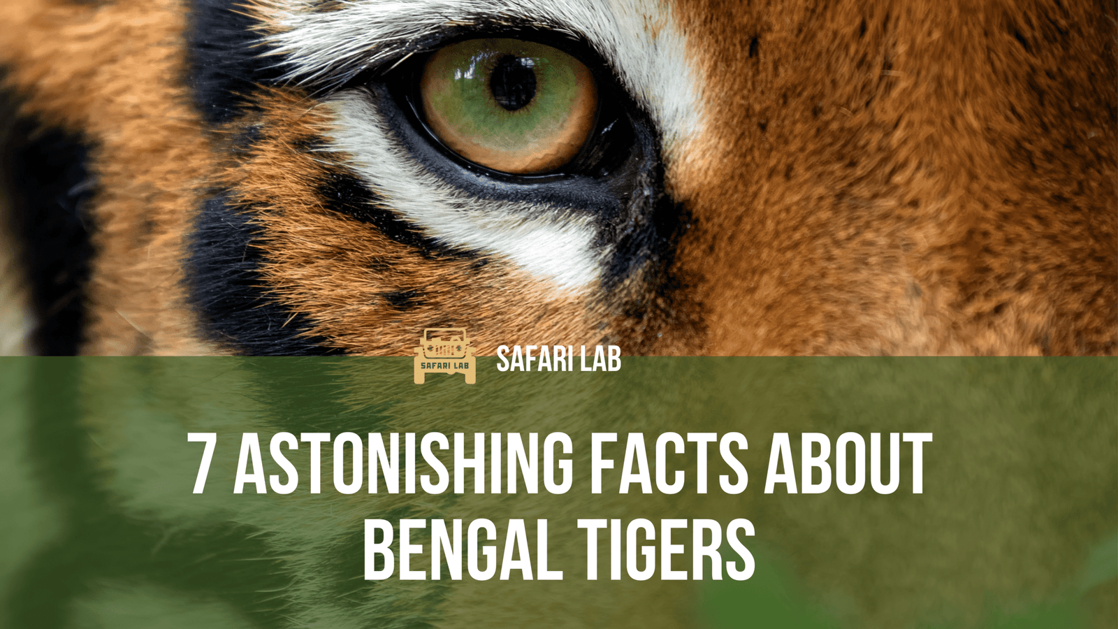 Facts About Tigers