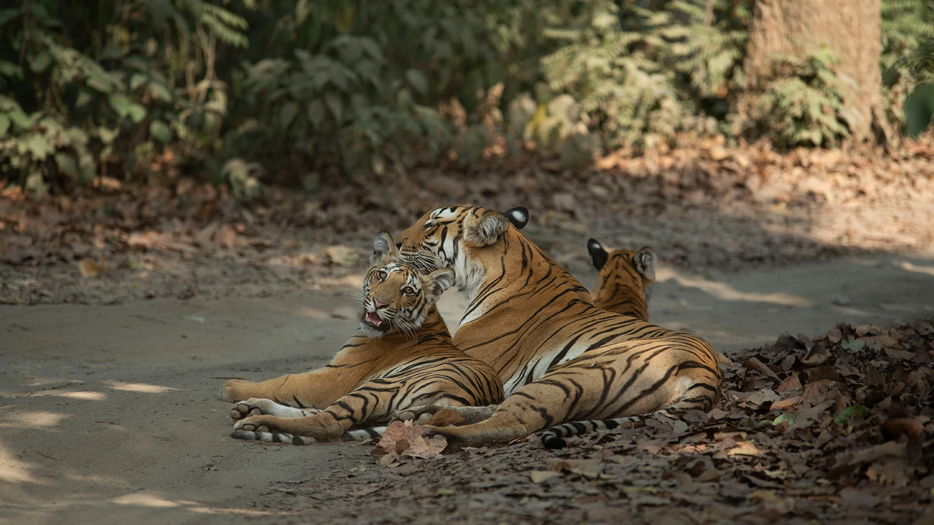 The Magical World of Corbett Tiger Reserve