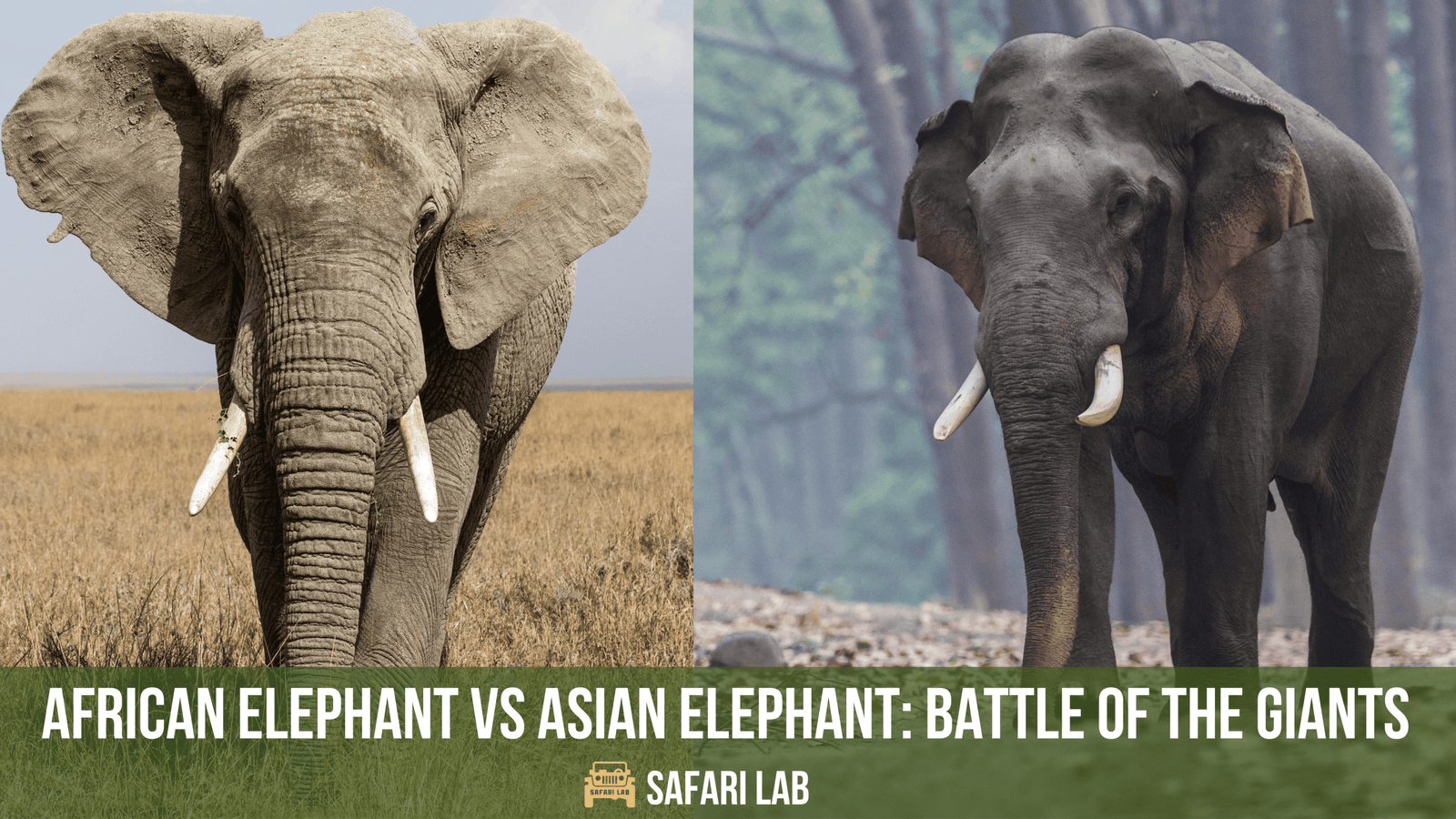 African Elephant vs Asian Elephant: Showdown of the Giants