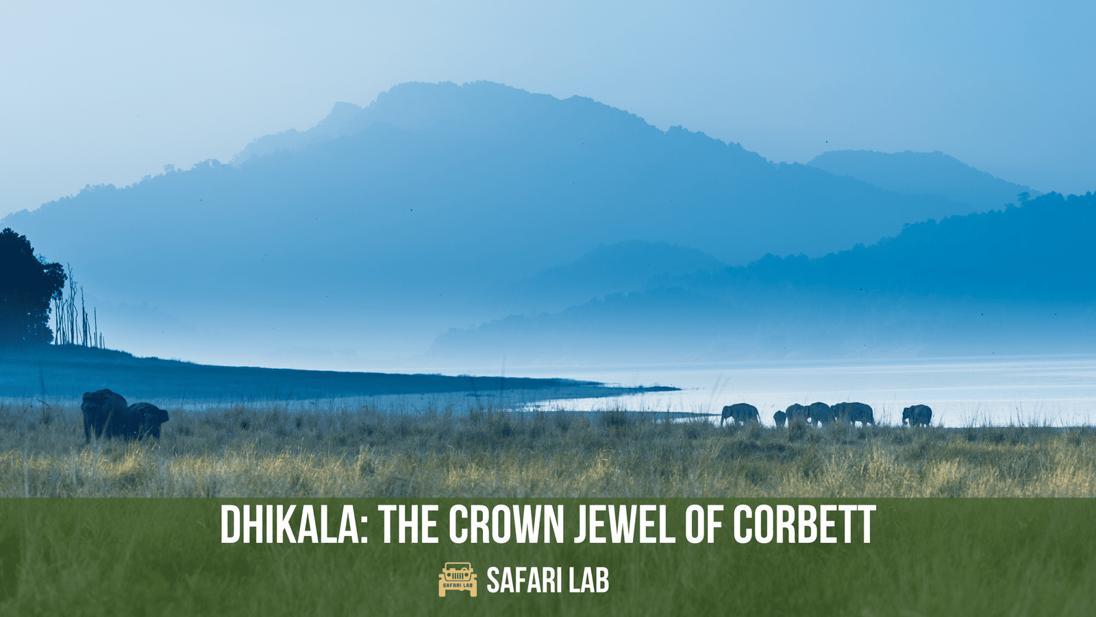 Dhikala: A Mesmerising Wildlife Destination in India