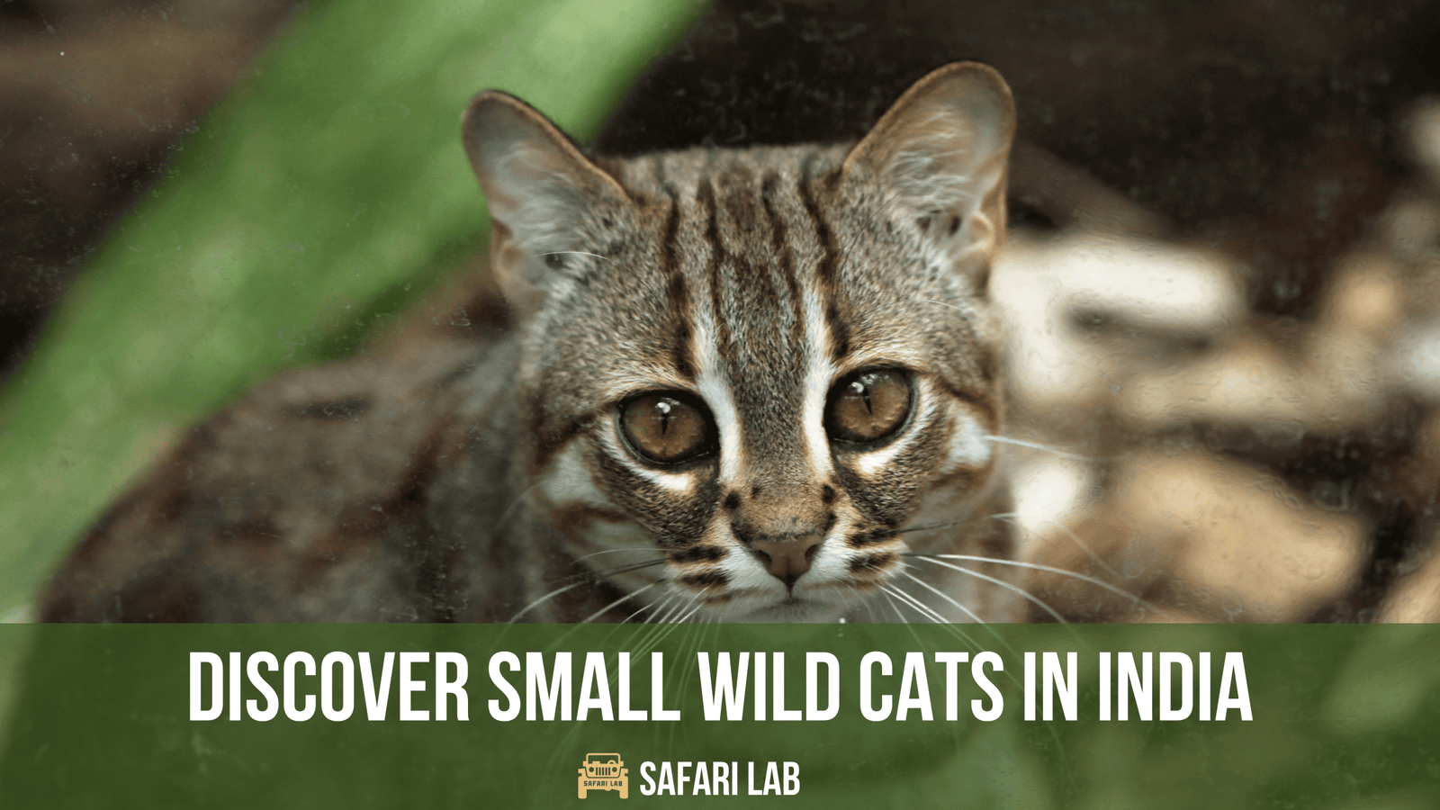 Discover Small Wild Cats in India: A Guide