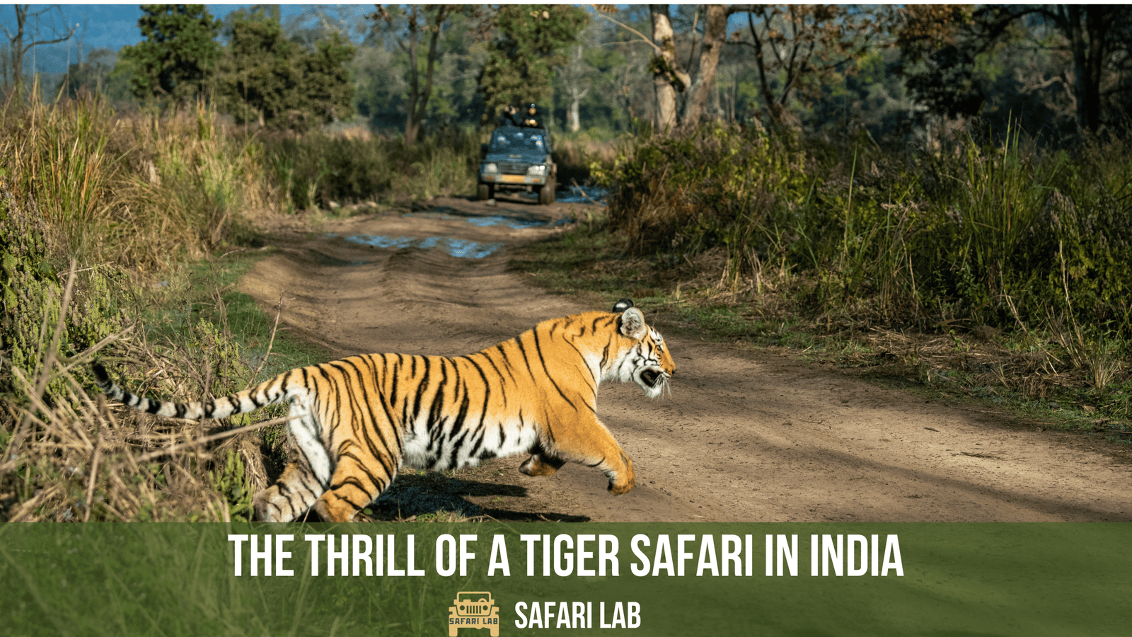 Experience the Thrill of a Tiger Safari in India