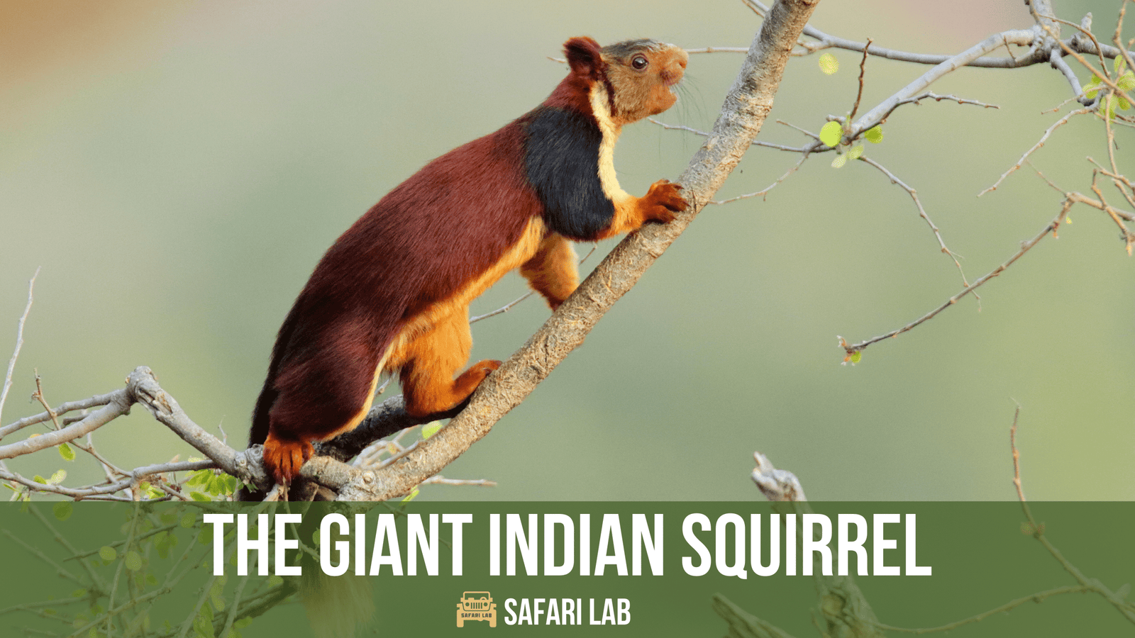 Giant Indian Squirrel: A Colorful Forest Gem