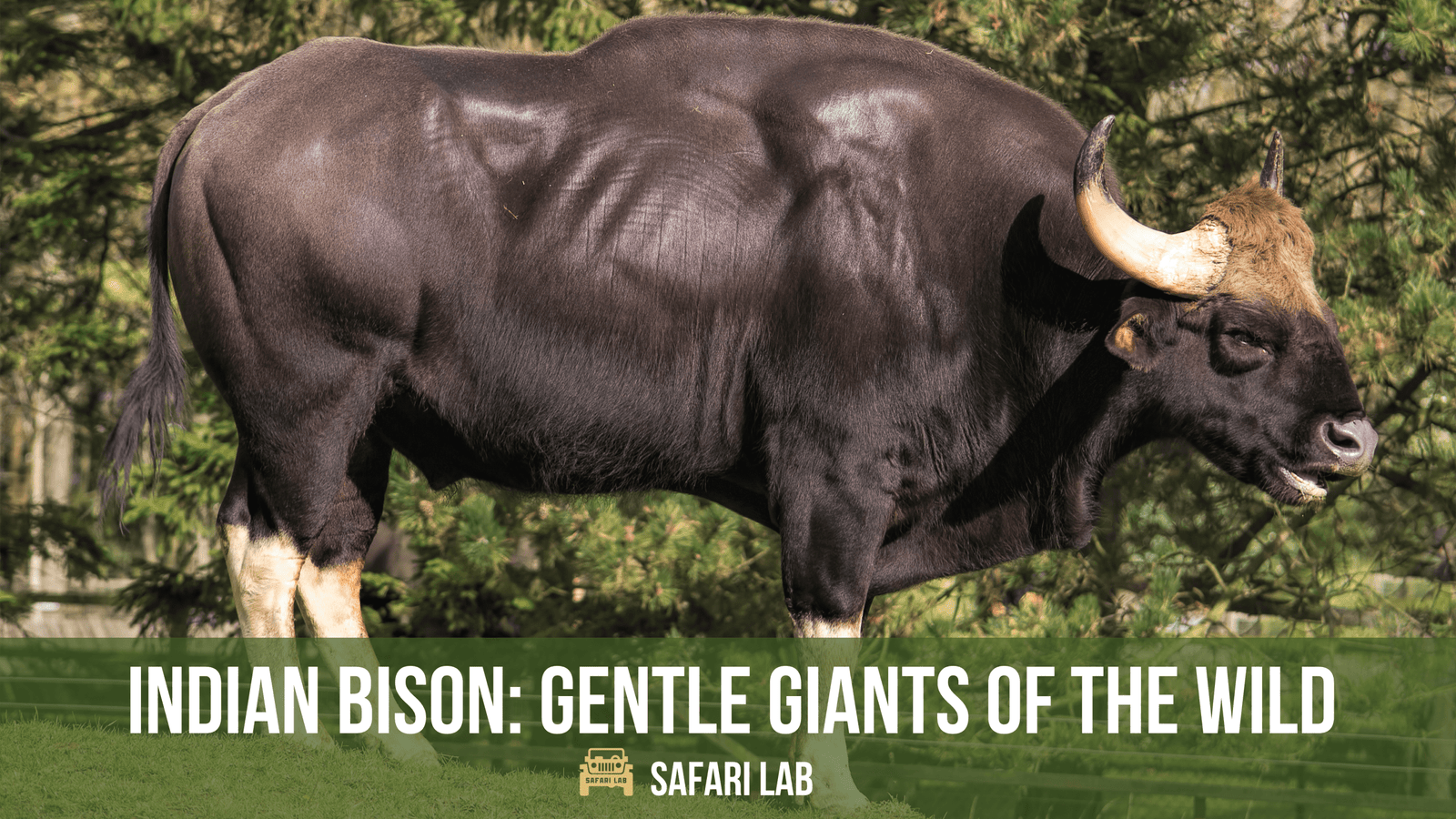 Indian Bison: Giants of the Wild