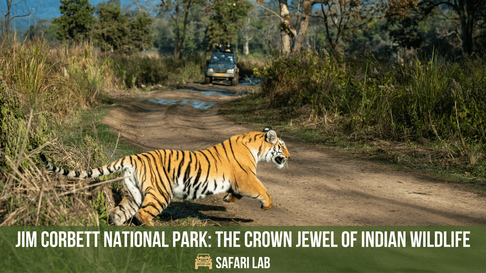 Jim Corbett National Park: The Crown Jewel of Indian Wildlife
