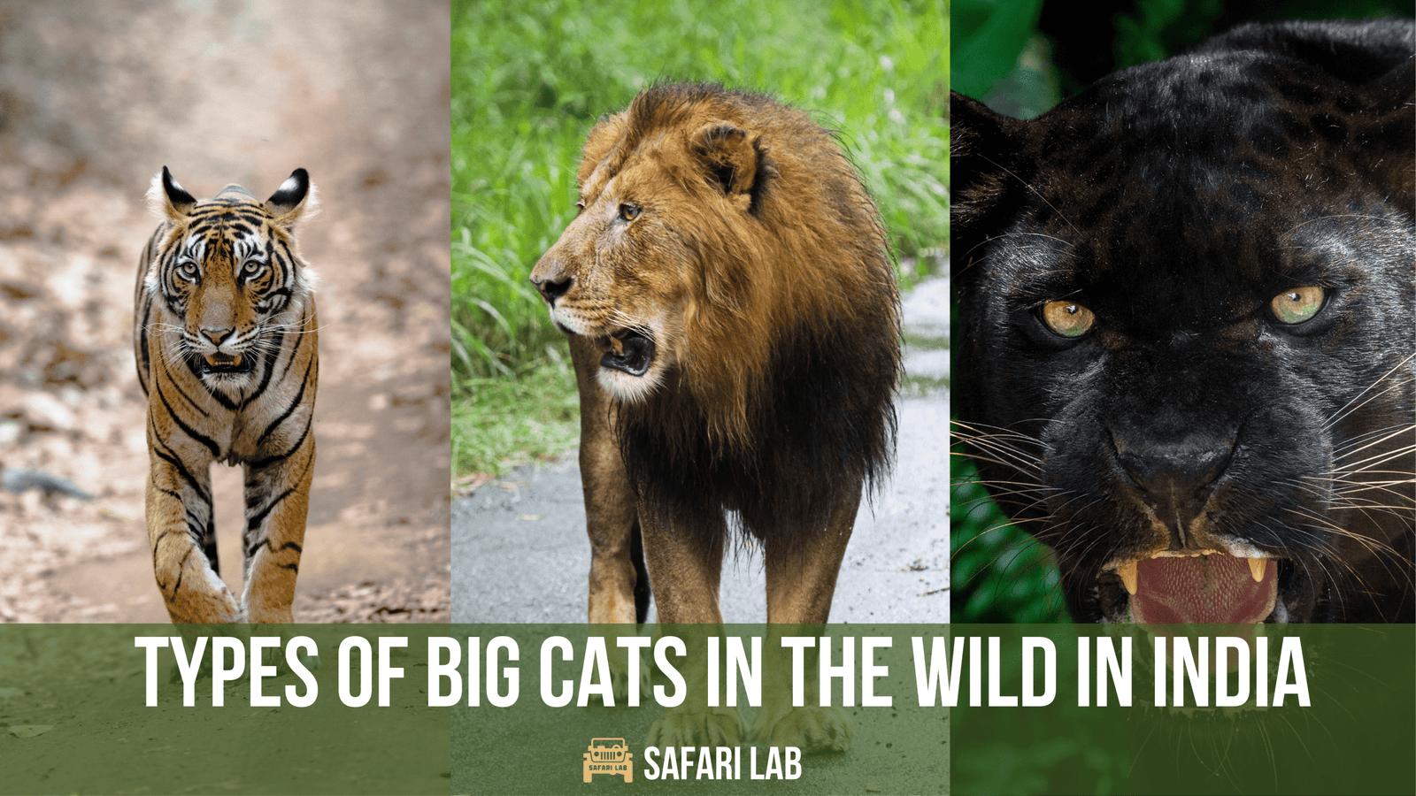 Types of Big Cats in India - Discover India's Big Cat Species | Complete Guide