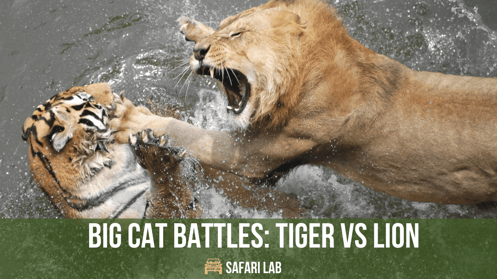Unveiled: The Strongest Big Cat in the Wild