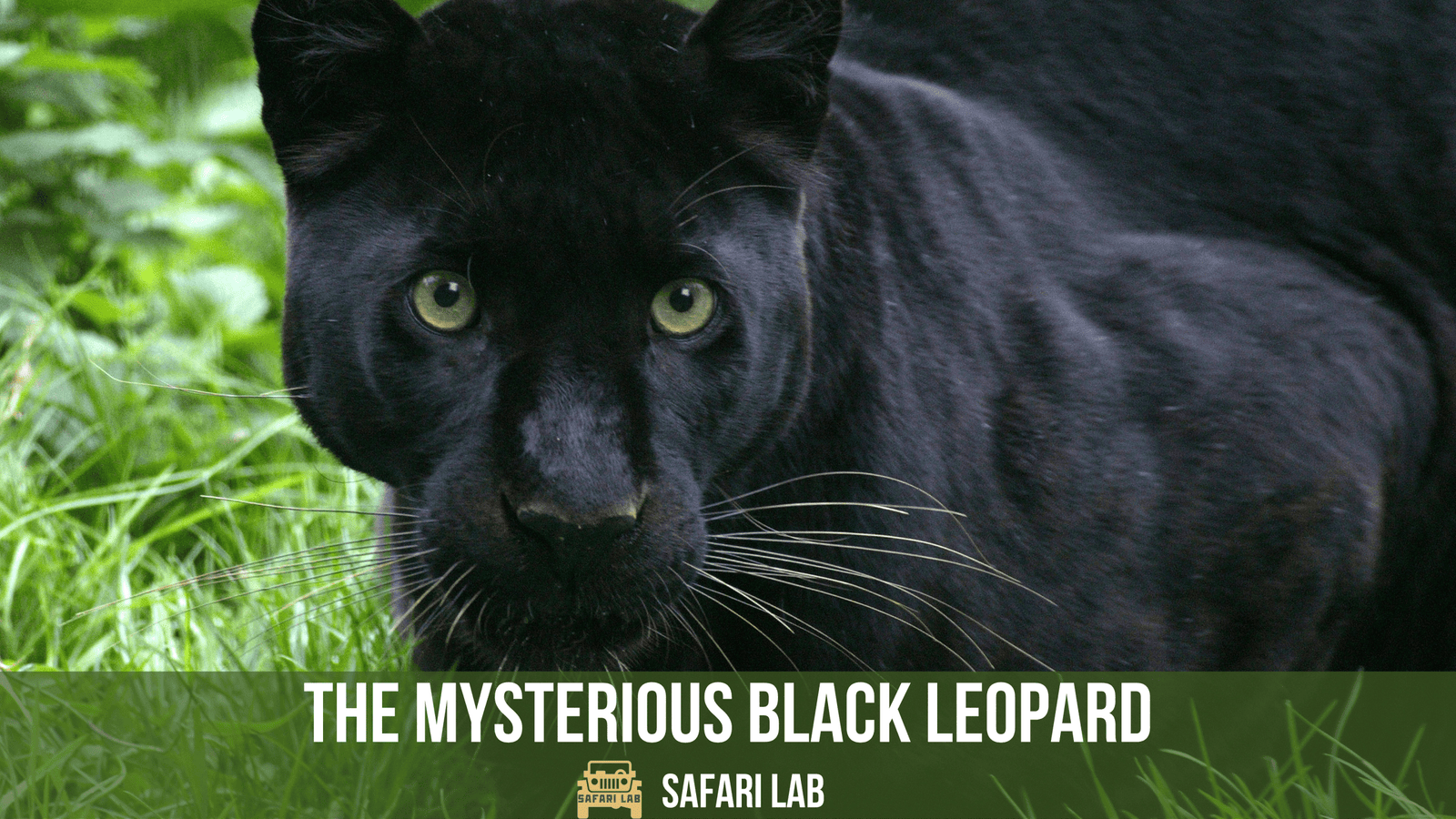 Unveiling the Mystique of the Black Leopard