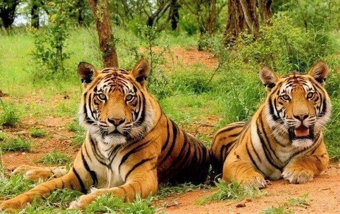 Why Tadoba National Park Safari Packages are so popular