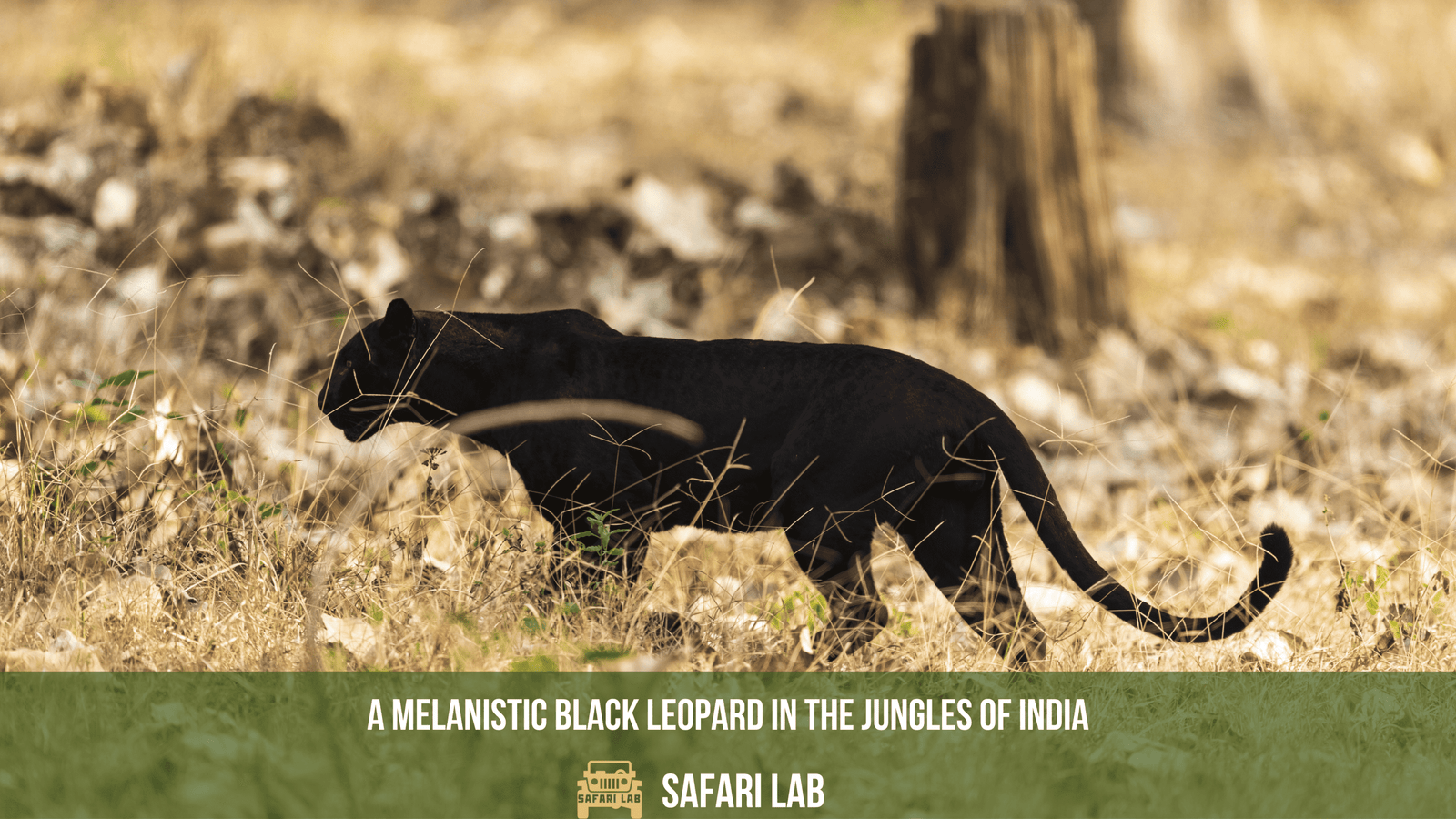 Black Panther in India - Where can you see these stealthy ghosts?
