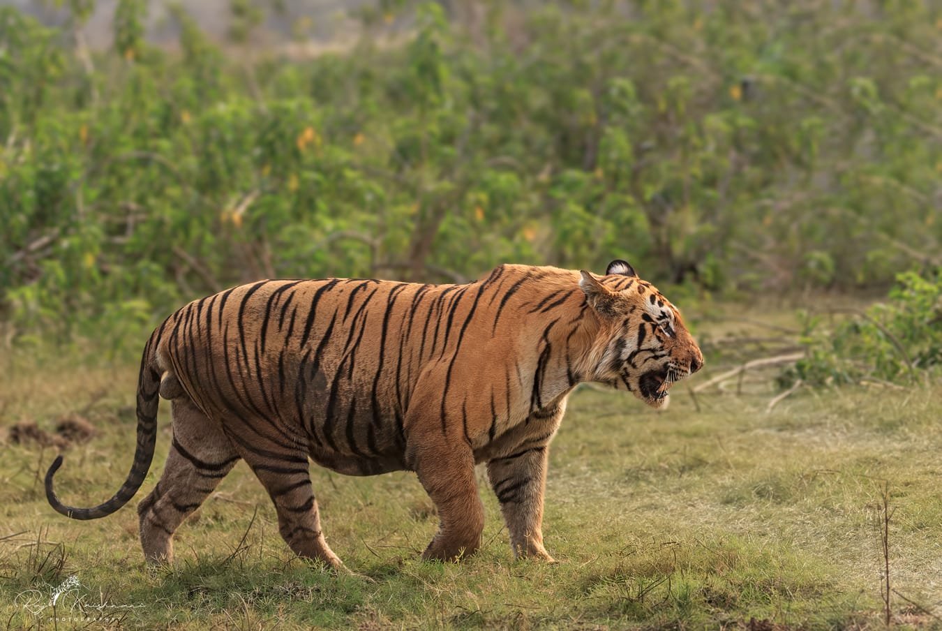 Matkasur Tiger: Tadoba's Erstwhile Hulk