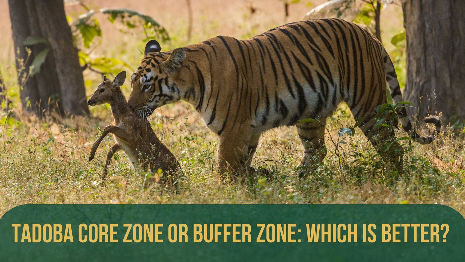 Tadoba Core Zone vs Buffer Zone Explained