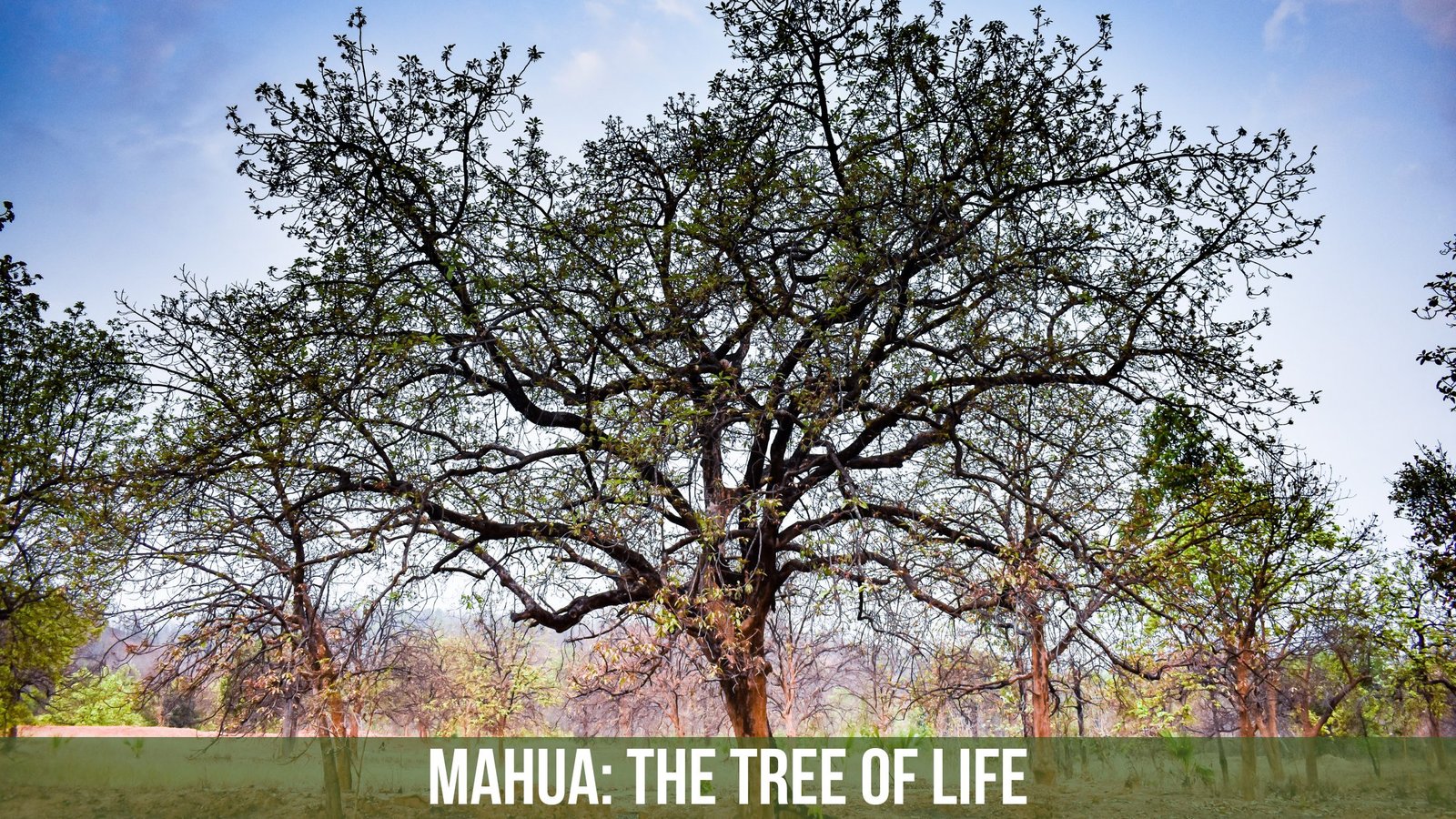 Mahua: The Tree Of Life for India's Indigenous Tribes