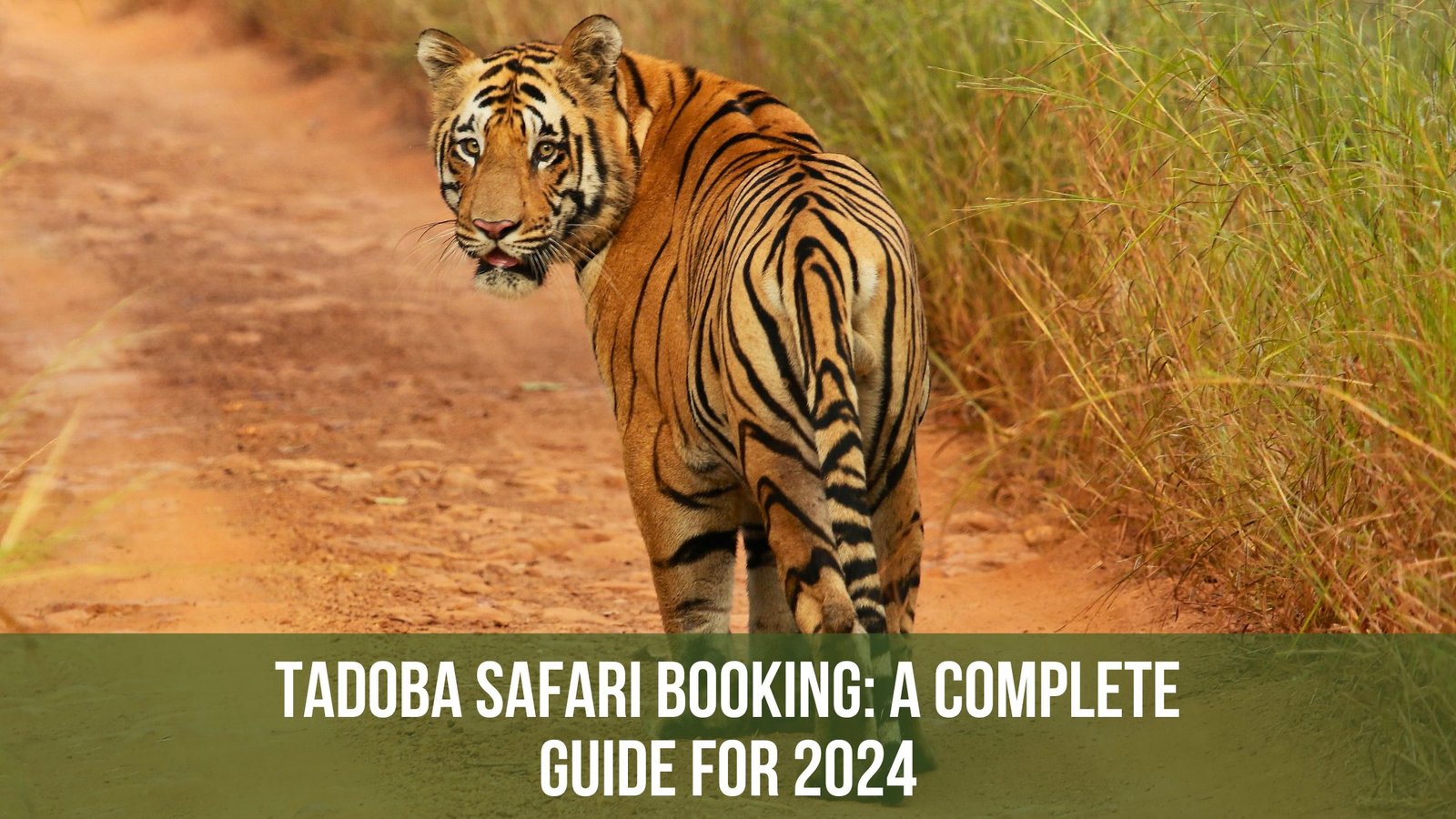 Tadoba Safari Booking: A Complete Guide for 2024