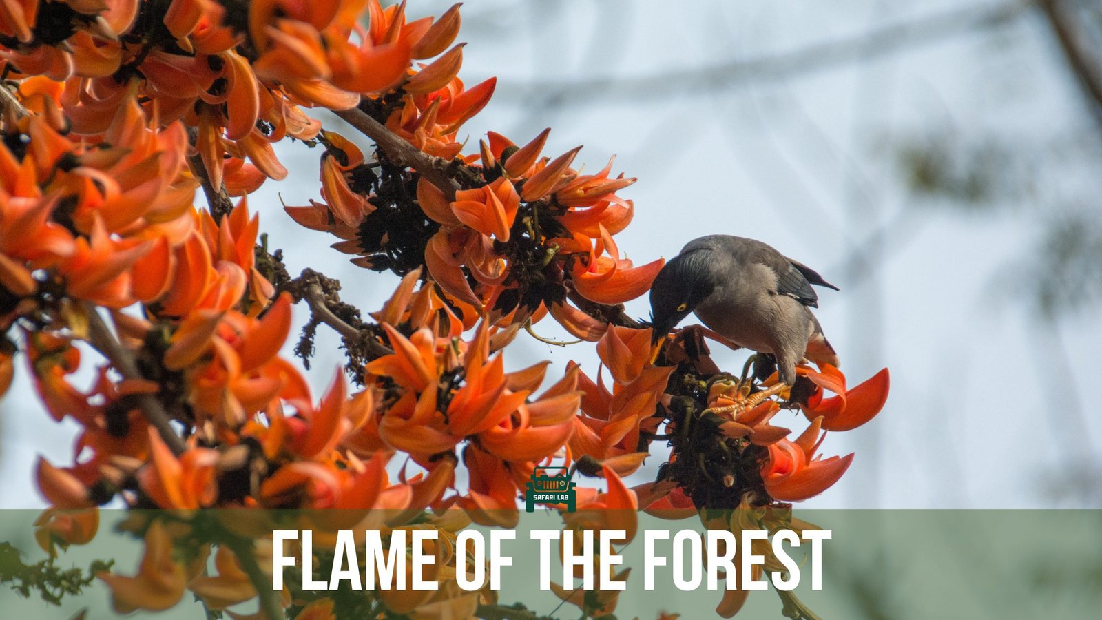 The Flame of the Forest: India’s Fiery Beauty