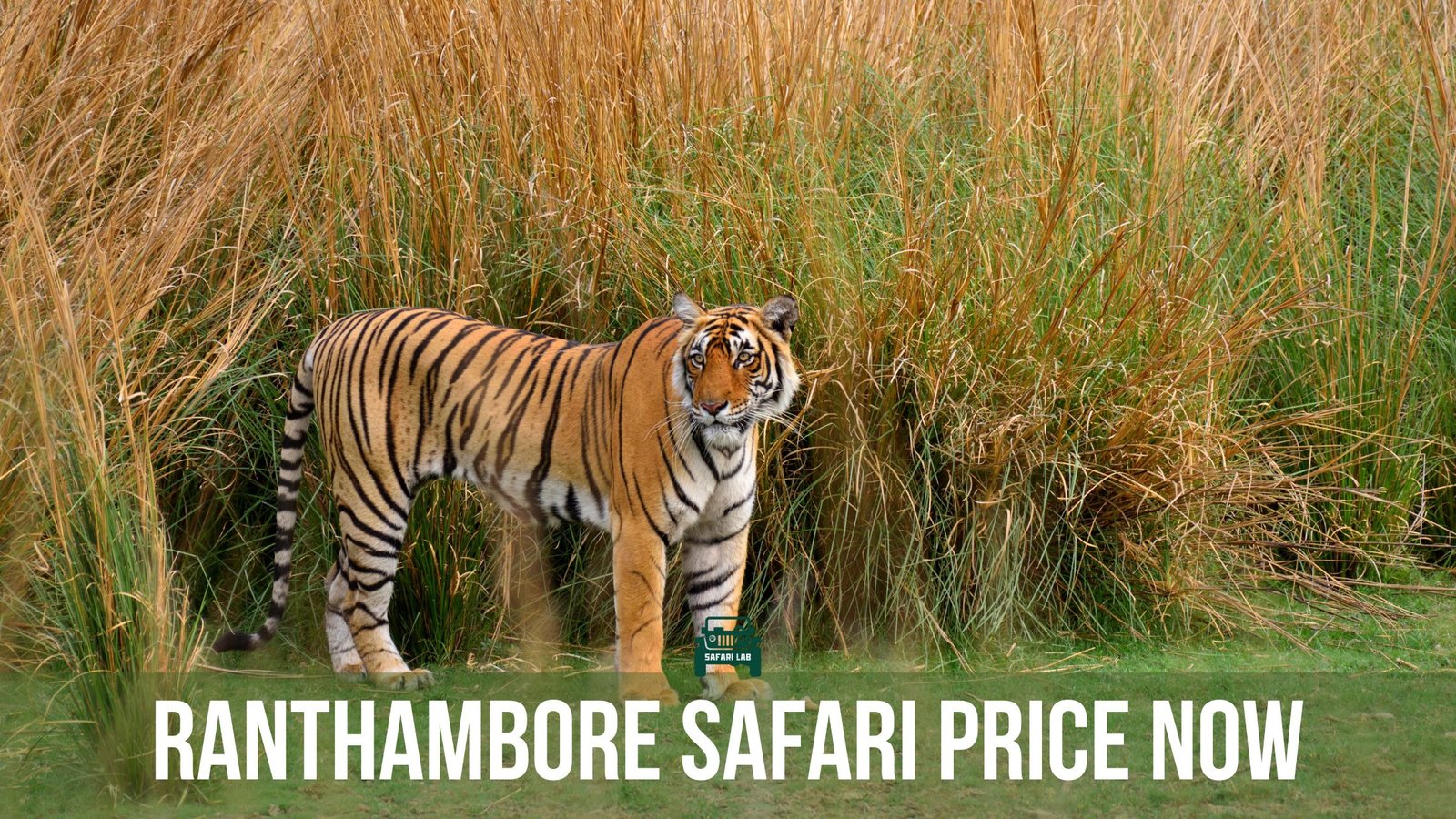 What is the average Ranthambore Safari Price now?