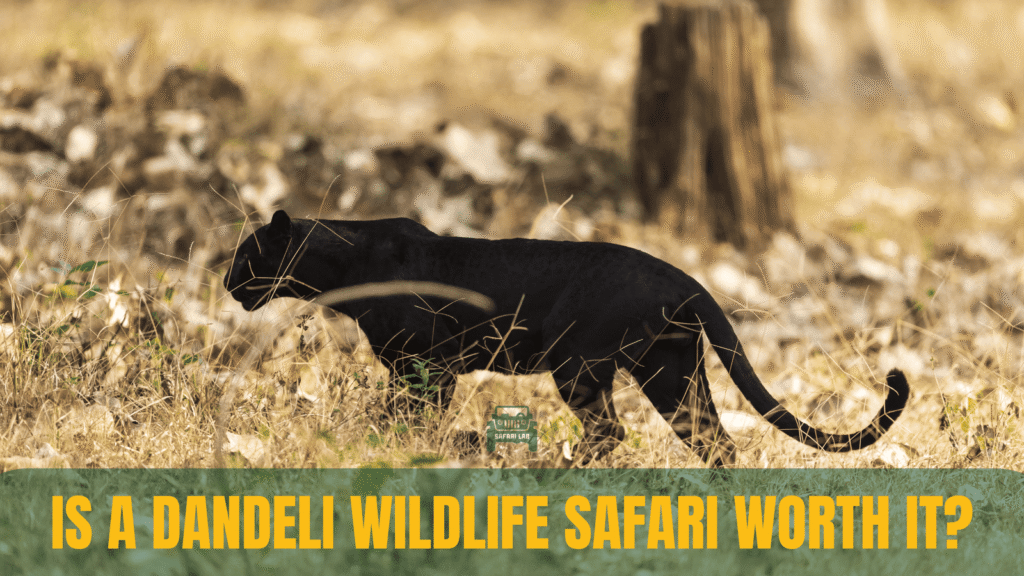 Is Dandeli Wildlife Safari Worth It?