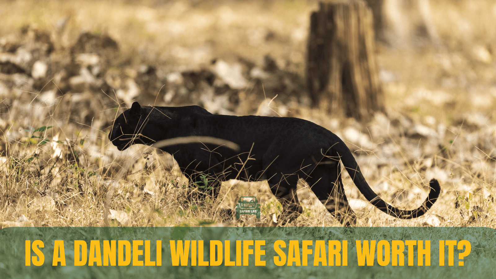 Is Dandeli Wildlife Safari Worth It?