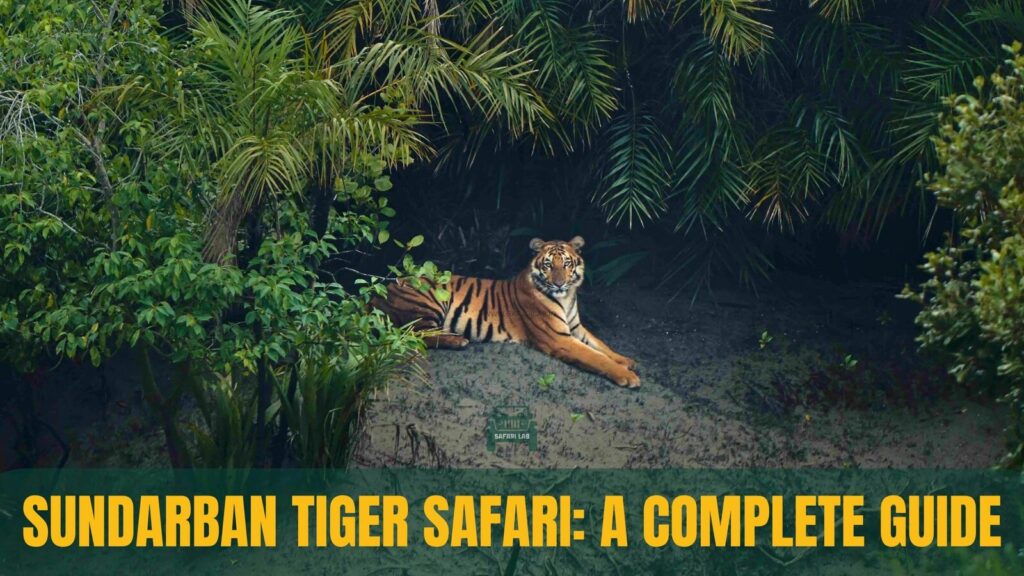 Sundarban Tiger Safari: How to Spot the Elusive Royal Bengal Tiger