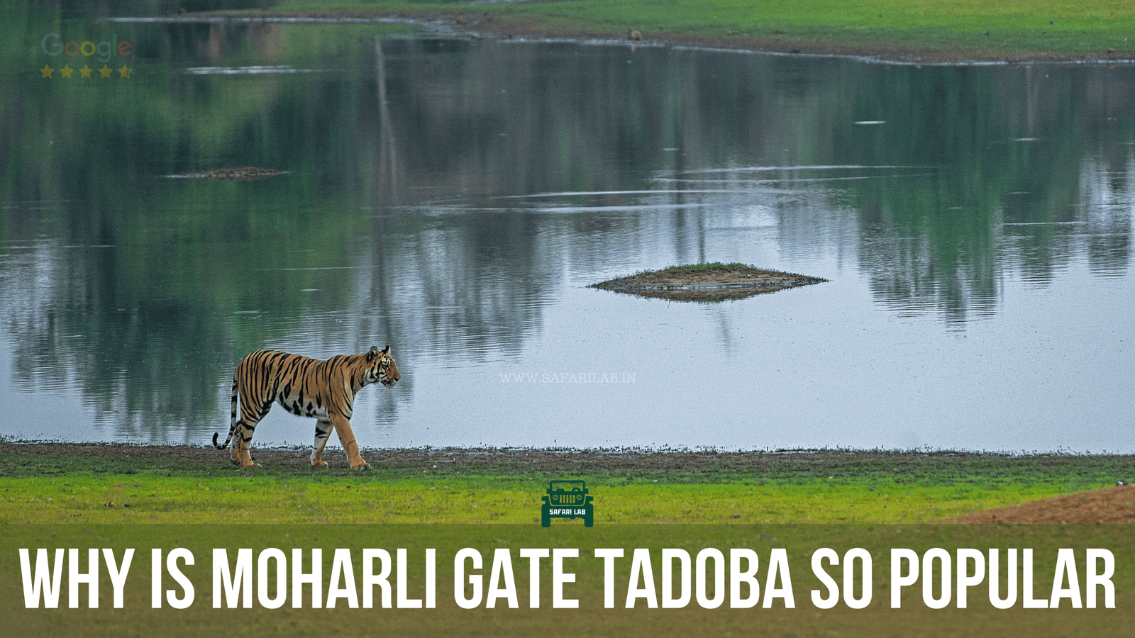 Why is Moharli Gate Tadoba so popular?