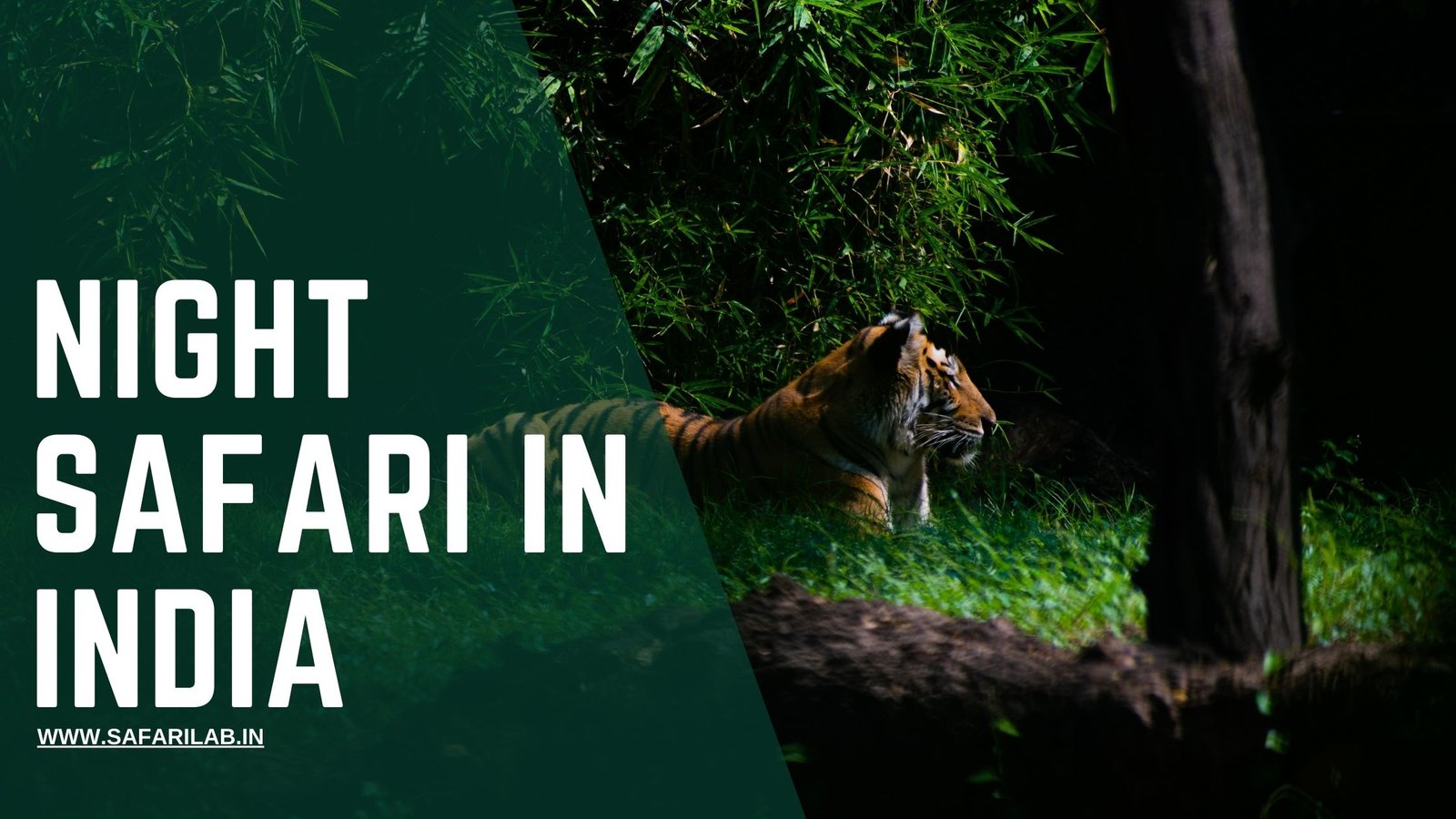 A Night Safari in India: A Journey Into the Nocturnal Wild