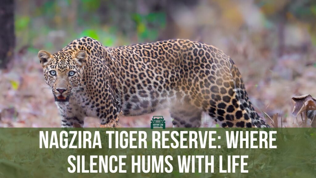 Nagzira Tiger Reserve: Where Silence Hums With Life