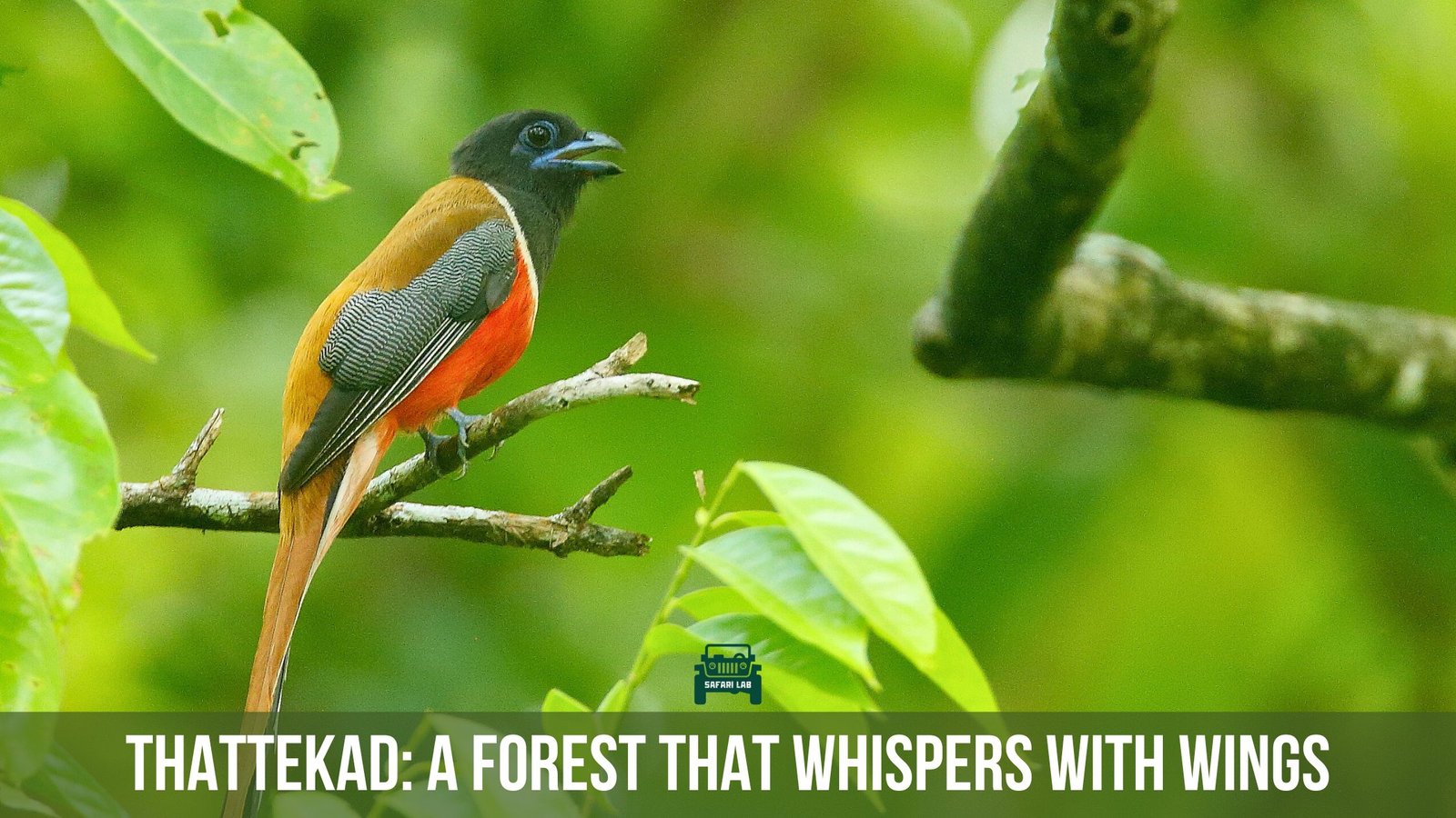 Thattekad: A Forest Whispering With Wings
