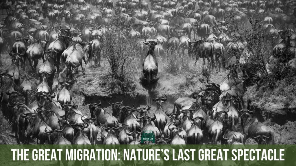 The Great Migration: The Last Great Wildlife Spectacle