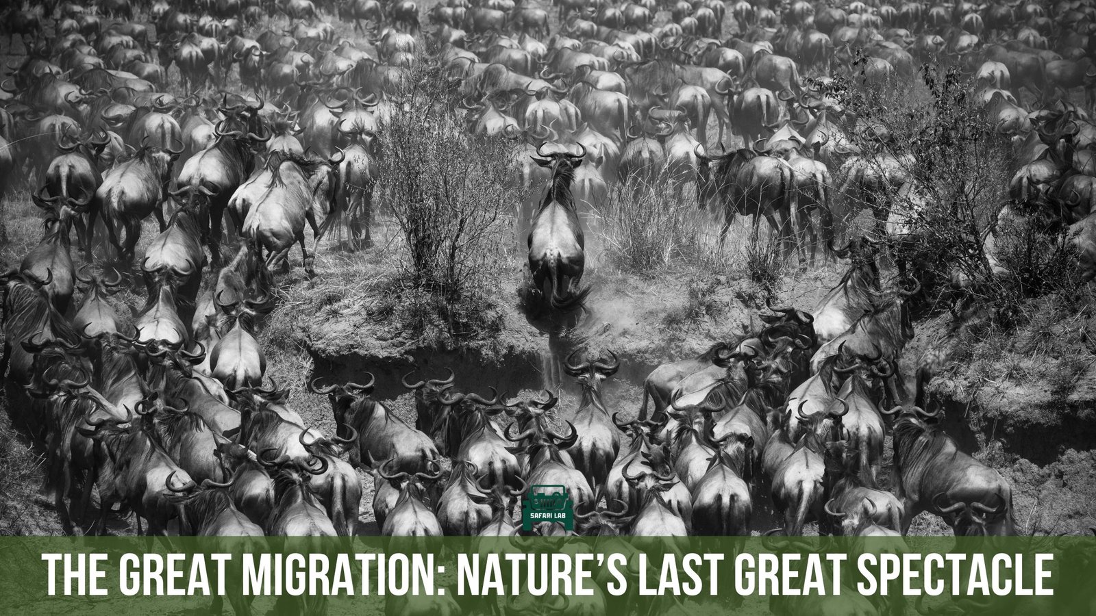 The Great Migration: The Last Great Wildlife Spectacle