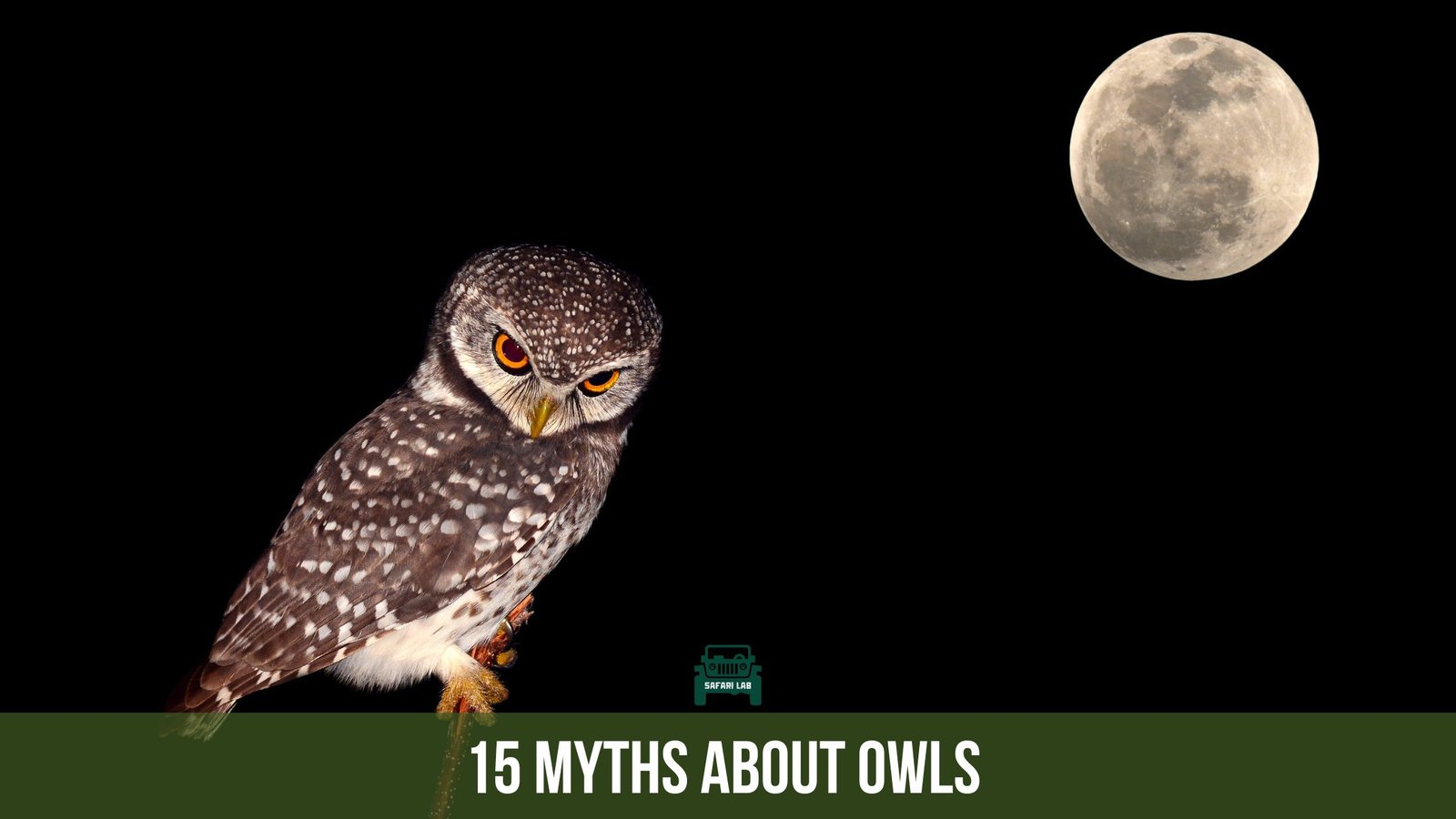 15 Myths About Owls