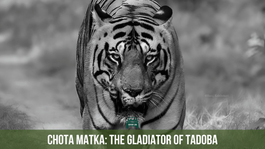 Chota Matka : The Powerful Gladiator of Tadoba