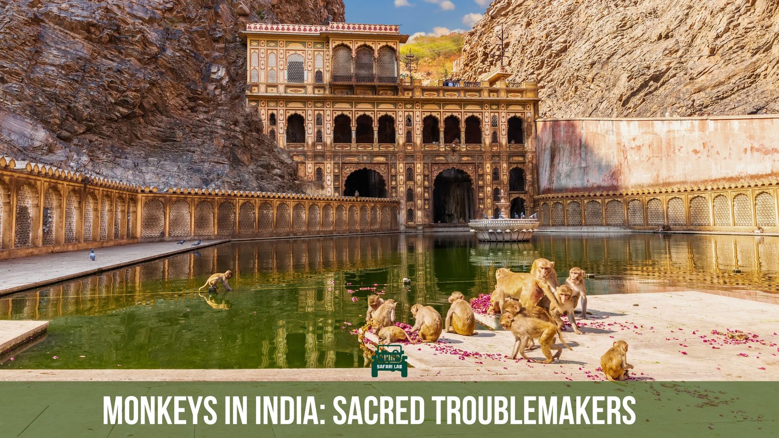 Monkeys in India: Sacred Troublemakers of the Subcontinent