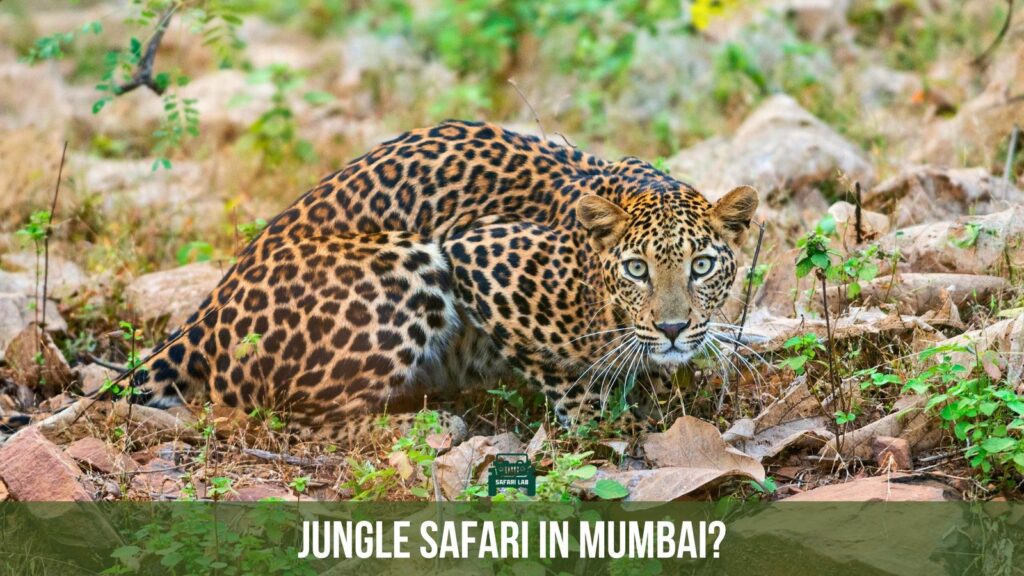 Jungle Safari in Mumbai: Can you experience the thrill of the Wild in the Bustling Metropolis?