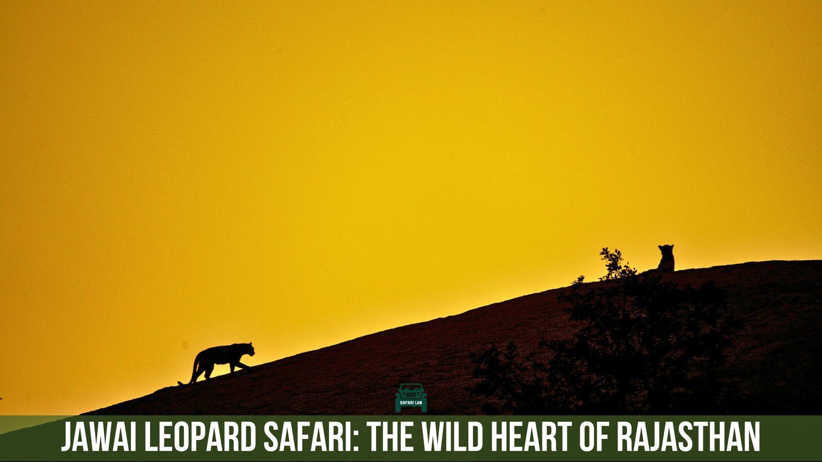 Jawai Leopard Safari - Rajasthan's Hidden Wildlife Gem