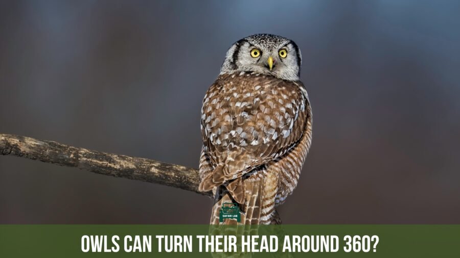 myths about owls-can owls turn their head around completely