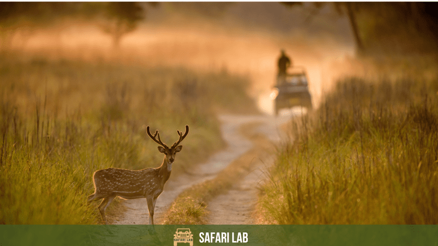 Wildlife safari in India in lesser known parks