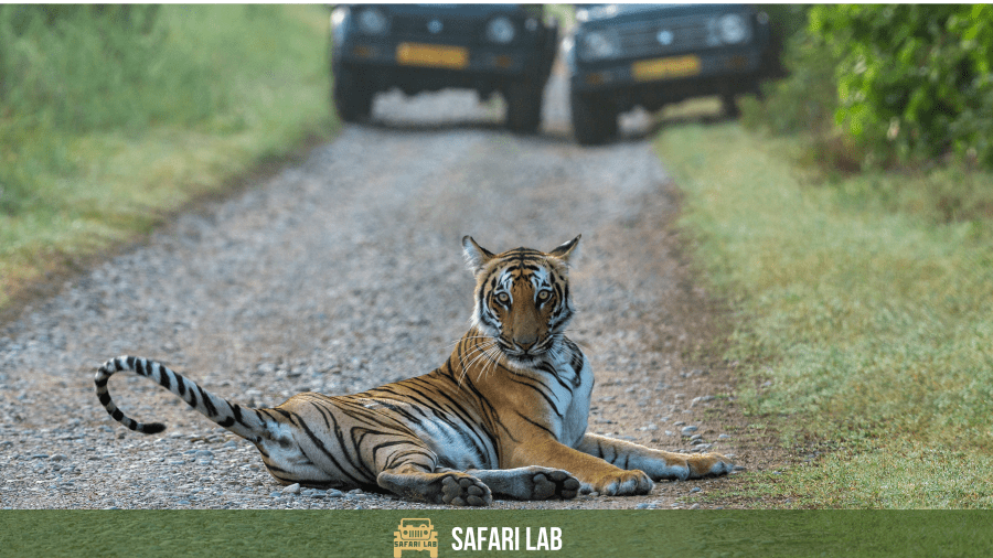 Wildlife safari in India