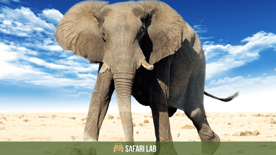 African vs Asian elephant size african elephant vs asian elephant - an african elephant in the savanah