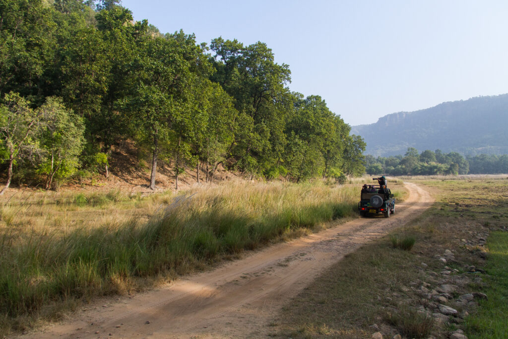 Grasslands of Bandhavgarh National Park