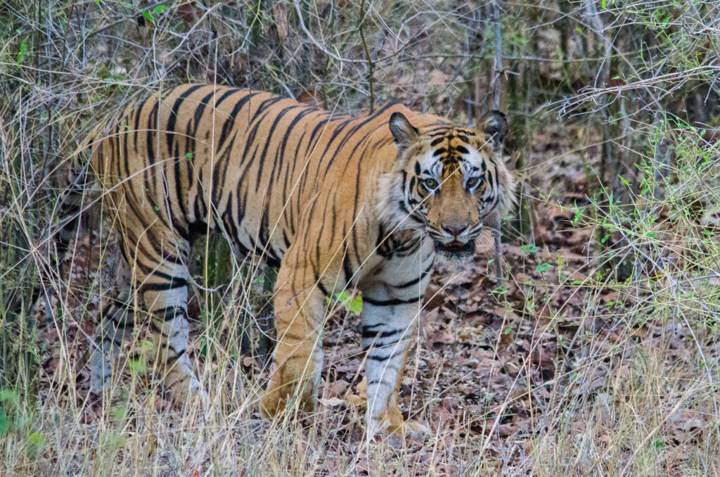 Tiger emerging from forest in Bandhavgarh National Park