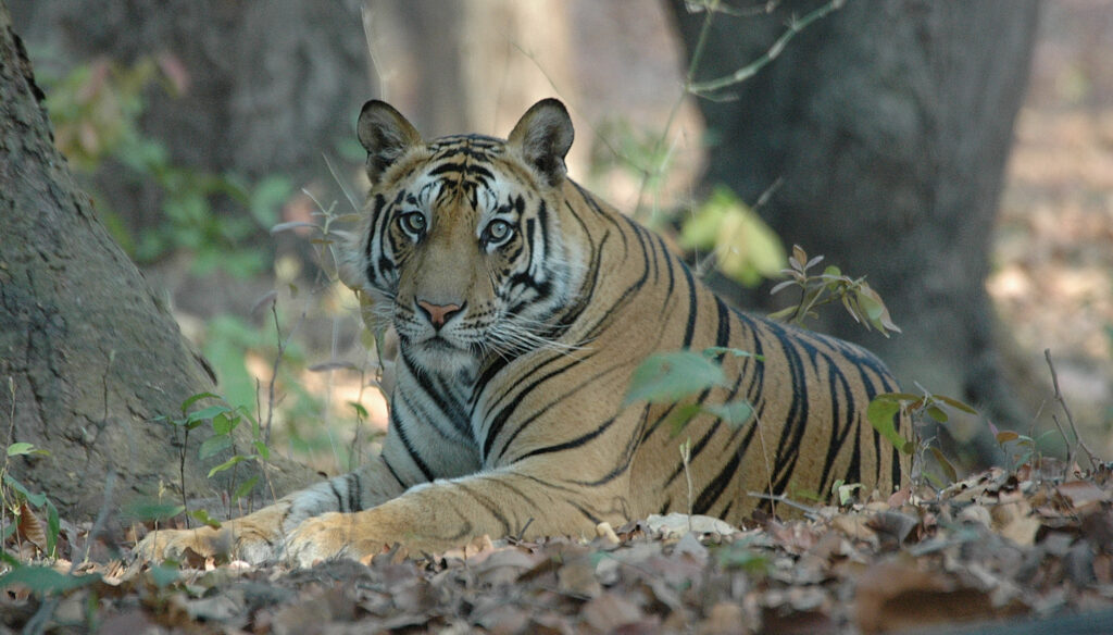 Tigers in Bandhavgarh National Park