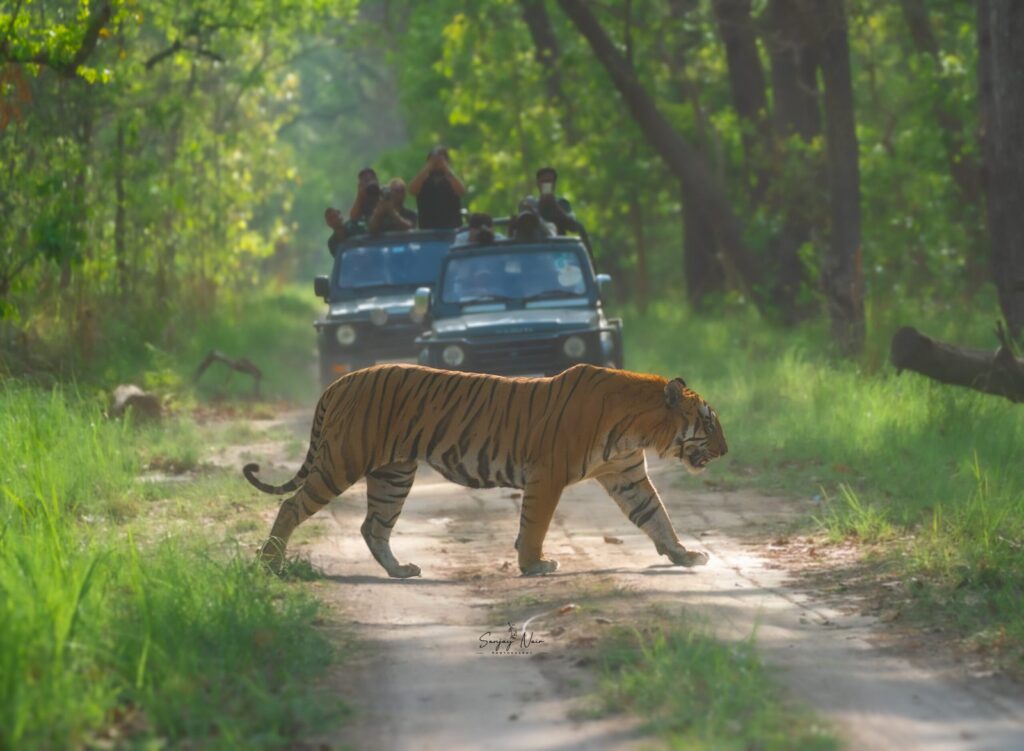 Barahi male tiger crossing a forest track in Pilibhit Tiger Reserve