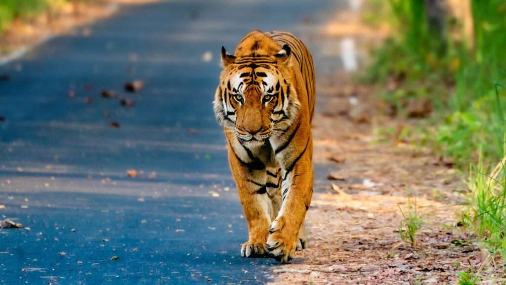 Barahi male tiger in Pilibhit Tiger Reserve