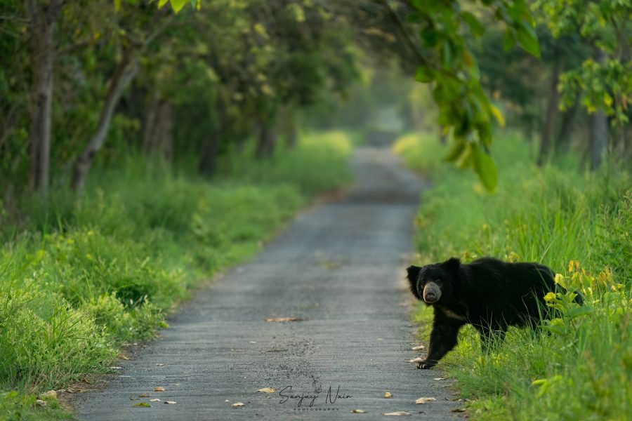 Sloth Bear in Pilibhit - bears of india