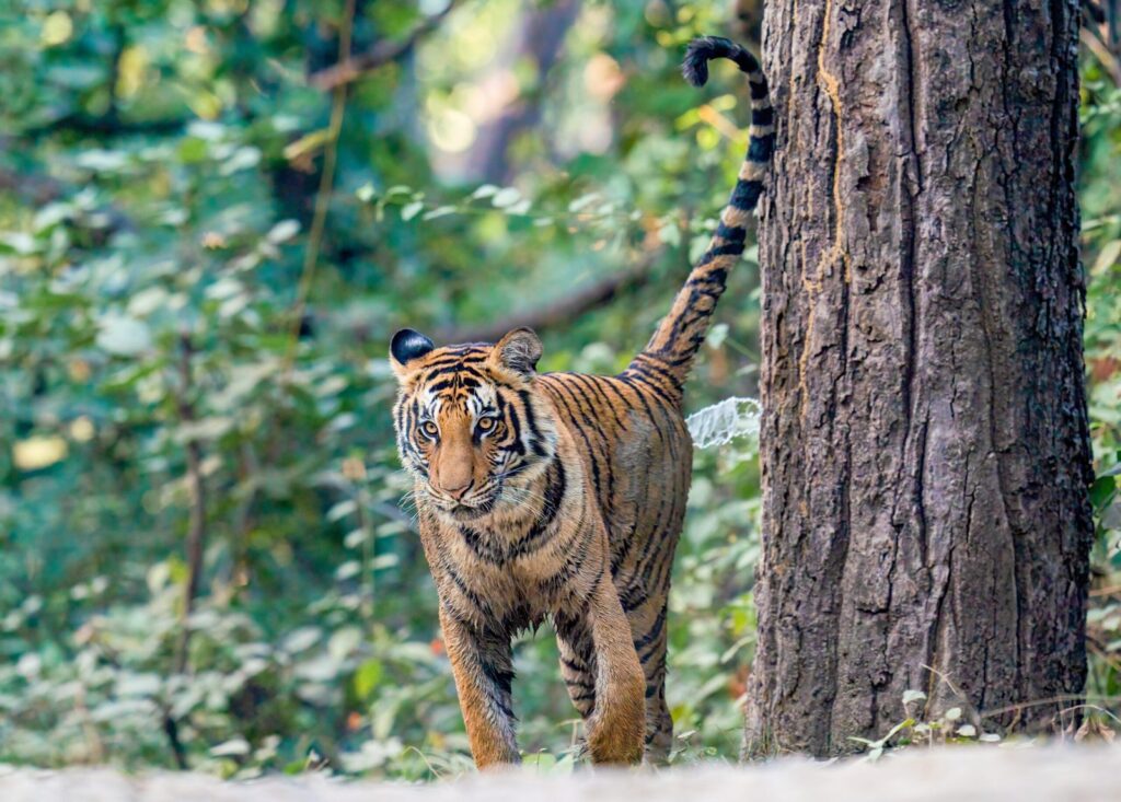 Tigress beside a tree in Corbett's Bijrani forest