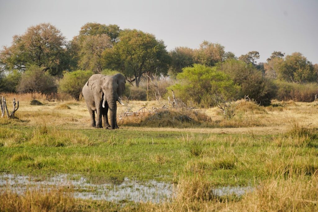 Elephant safari in the Okavango Delta, Botswana