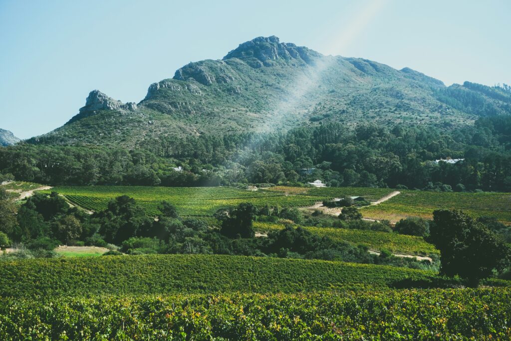 Vineyards and mountains in the Cape Winelands, South Africa
