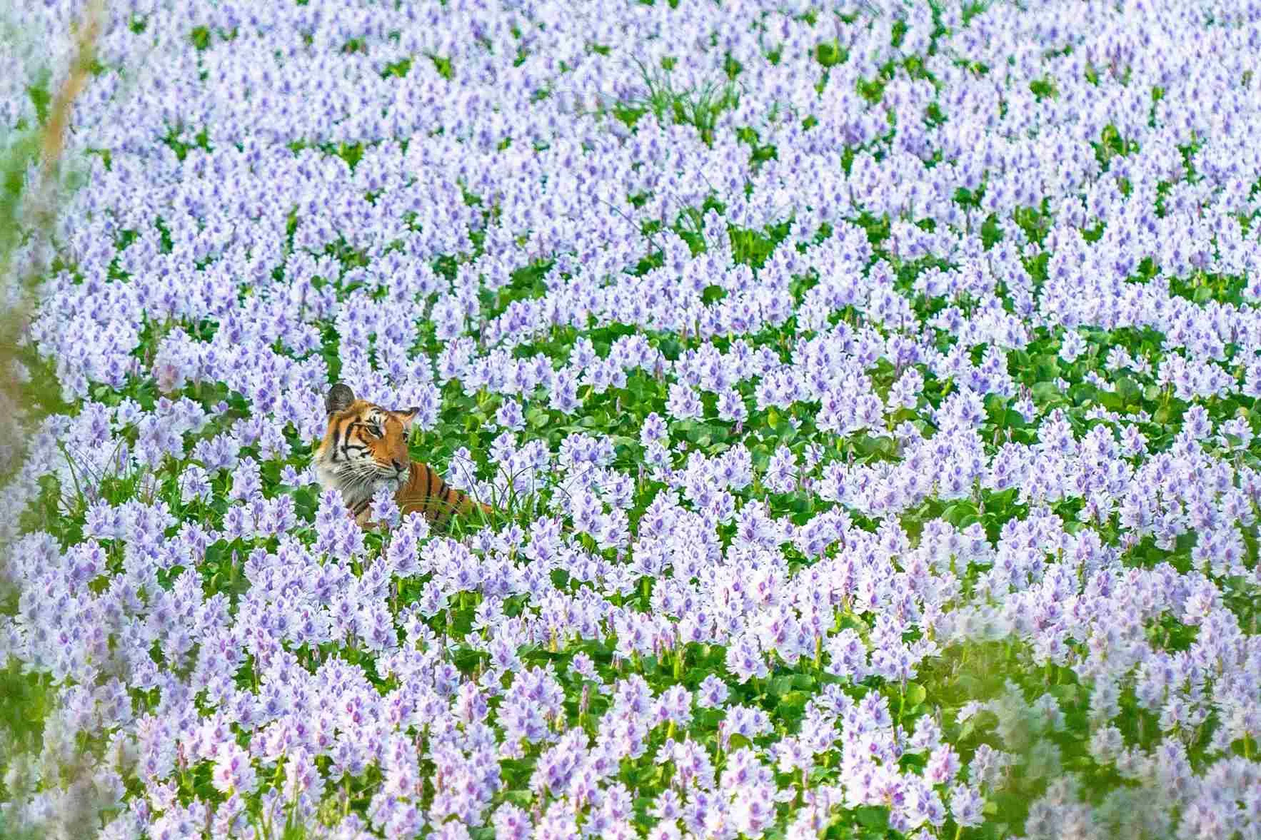 Cloaked in Lilac, Sanjay Nair's award-winning tiger photograph from Pilibhit