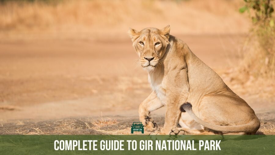Asiatic lion in Gir National Park
