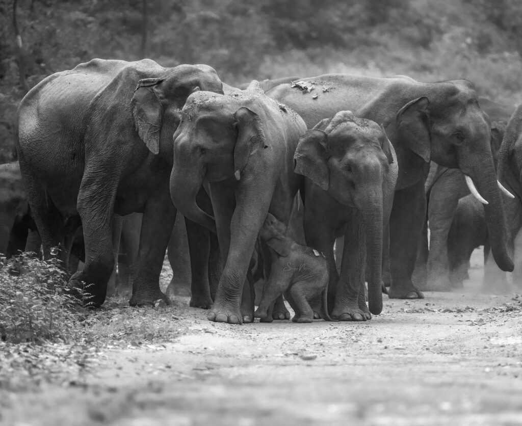 Elephant herd with a calf in Corbett